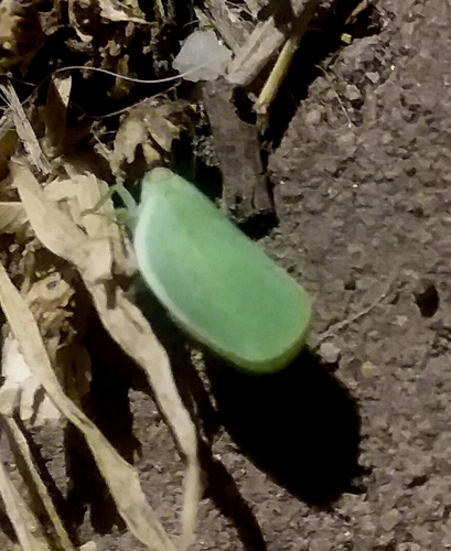 Acanalonia clypeata photo 4