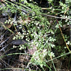 Lindsaea microphylla