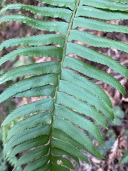 Polystichum munitum