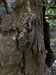 Sceloporus melanorhinus