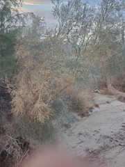 Psorothamnus spinosus