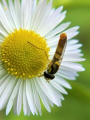 Sphaerophoria contigua