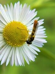 Sphaerophoria contigua