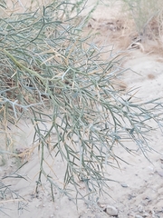 Psorothamnus spinosus