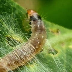 Pycnarmon cribrata