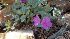 Epilobium rigidum