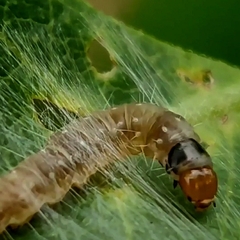 Pycnarmon cribrata