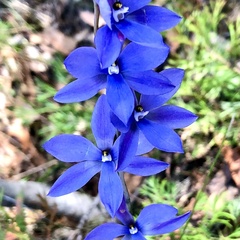Thelymitra