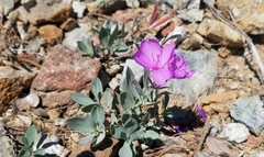 Epilobium rigidum