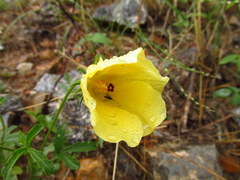 Hibiscus coulteri