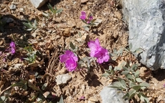 Epilobium rigidum