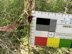 Pterostylis pedunculata