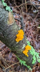 Dacrymyces