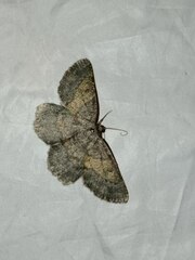 Charissa ochrofasciata