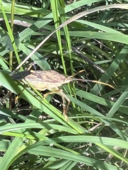 Poecilometis strigatus