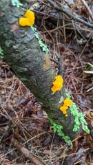 Dacrymyces