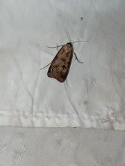 Lygephila ludicra