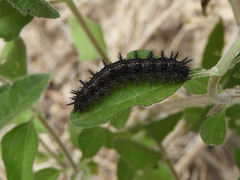 Chlosyne californica