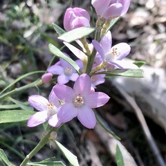 Eriostemon australasius