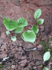 Phytomyza albiceps group