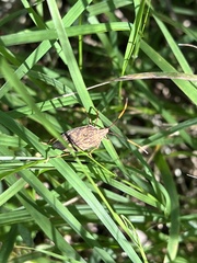 Poecilometis strigatus