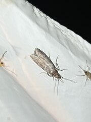 Laodamia faecella