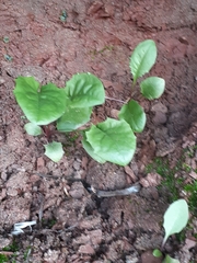 Phytomyza albiceps group