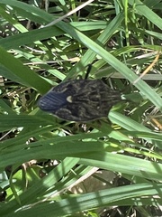 Poecilometis strigatus