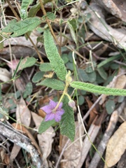 Seringia corollata
