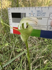 Pterostylis baptistii