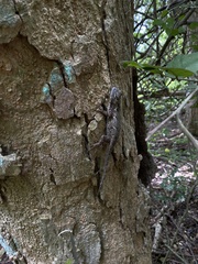 Sceloporus melanorhinus
