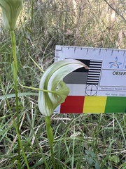 Pterostylis baptistii