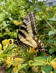 Papilioninae