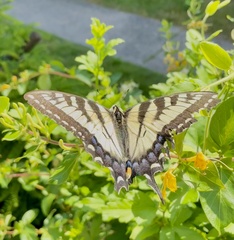 Papilioninae