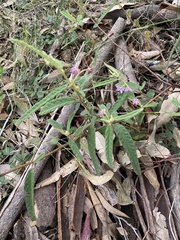 Seringia corollata