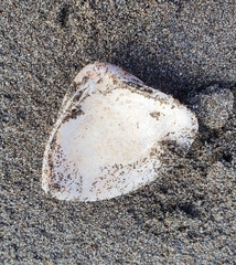 Crassula aequilatera