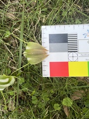 Pterostylis baptistii