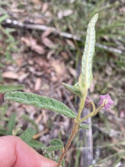 Seringia corollata
