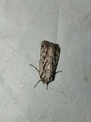 Dichagyris signifera