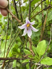 Solanum guineense