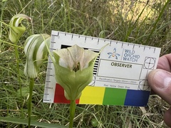Pterostylis baptistii