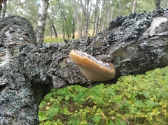 Phellinus igniarius