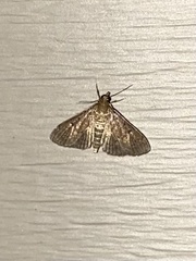 Herpetogramma phaeopteralis