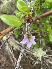 Solanum guineense