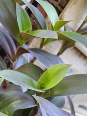 Tradescantia sillamontana