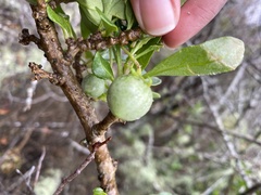 Solanum guineense