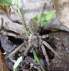 Mituliodon tarantulinus