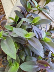 Tradescantia sillamontana