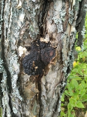 Inonotus obliquus sterilis