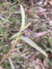 Seringia corollata